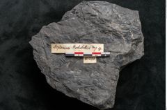 Foto (Detailansicht) von Asplenium hochstetteri Unger (NHMW-GEO-2024-0188-10299)